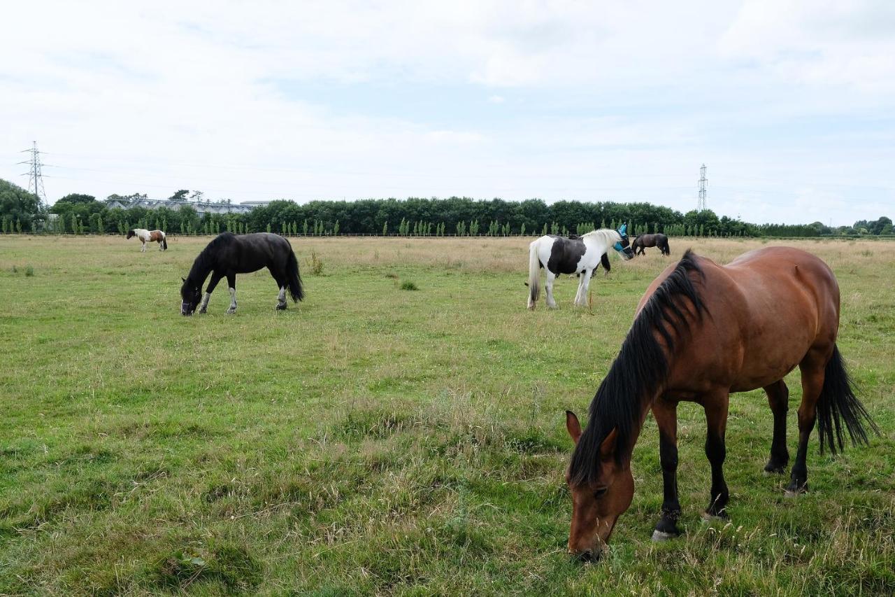 Willowbrook Riding Centre Chichester Dış mekan fotoğraf